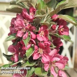 Apple Columnar 'Purple Haze' &reg; -Plants Sale APPL PURPHAZE S36867