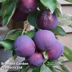 Apple Columnar 'Purple Haze' &reg; -Plants Sale APPL PURPHAZE S36870