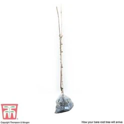 Apple 'Spartan' -Plants Sale APPl T71127 D