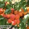 Apricot 'Flavorcot'® -Plants Sale APRI CWW3222 C
