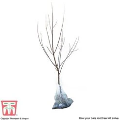 Apricot 'Flavorcot'® -Plants Sale APRI CWW3222 D