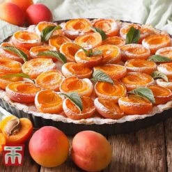 Apricot 'Tomcot' -Plants Sale APRI TKA2009 E