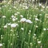 Armeria Maritima 'Alba' -Plants Sale ARME T58306 A h