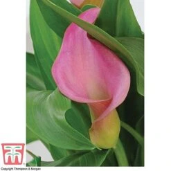 Arum Lily (Pink) (House Plant) -Plants Sale ARUM TKA2961 C