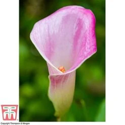 Arum Lily (Pink) (House Plant) -Plants Sale ARUM TKA2961 D