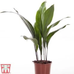 Aspidistra Elatior -Plants Sale ASPI TKA2850 A