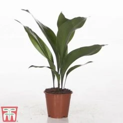 Aspidistra Elatior -Plants Sale ASPI TKA2850 B