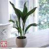 Aspidistra Elatior