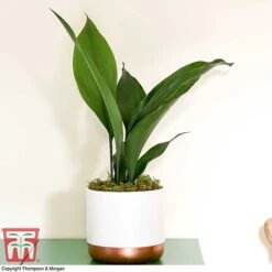 Aspidistra Elatior -Plants Sale ASPI TKA2850 G