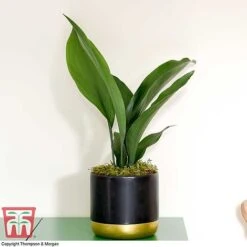 Aspidistra Elatior -Plants Sale ASPI TKA2850 H