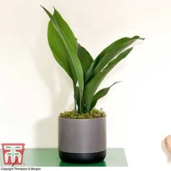Aspidistra Elatior -Plants Sale ASPI TKA2850 J