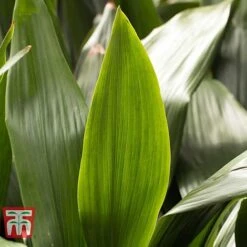 Aspidistra Elatior -Plants Sale ASPI TKA2850 L