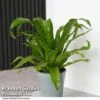 Asplenium Antiquum -Plants Sale ASPL ANTIQUUM T47372