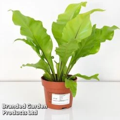 Asplenium Nidus 10 Asplenium Nidus -Plants Sale ASPL NIDUS12CM T44485