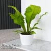 Asplenium Nidus -Plants Sale ASPL NIDUS T44486
