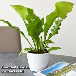 Asplenium Nidus 9 Asplenium Nidus -Plants Sale ASPL NIDUS T44490