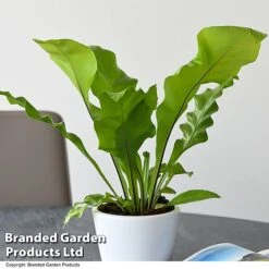 De-humidifying House Plant Collection -Plants Sale ASPL NIDUS T44491