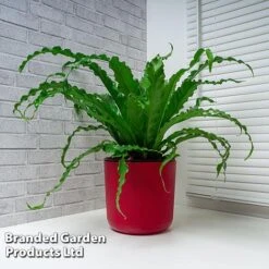 Asplenium Antiquum 'Osaka' -Plants Sale ASPL OSAKA WKF1159