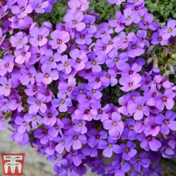 Aubrieta 'Cascade Blue'