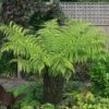 Australian Tree Fern -Plants Sale AUST T55574 A h
