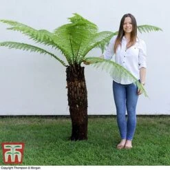 Australian Tree Fern -Plants Sale AUST T55574 B