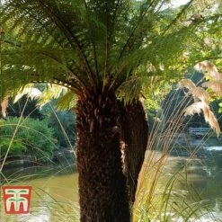 Australian Tree Fern -Plants Sale AUST T55574 C