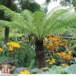 Australian Tree Fern -Plants Sale AUST T55574 D