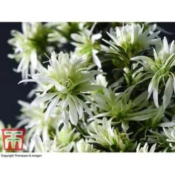 Spider Azalea Magisnow Tree 'Winter Beauty'- Gift -Plants Sale AZAL WGKB7068 C