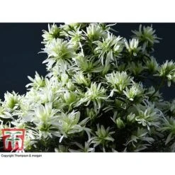 Spider Azalea Magisnow Tree 'Winter Beauty'- Gift -Plants Sale AZAL WGKB7068 D
