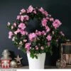 Azalea Hoop 'Light Pink'- Gift -Plants Sale AZAL WGKB7094 A1