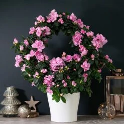 Azalea Hoop 'Light Pink'- Gift -Plants Sale AZAL WGKB7094 NOW1