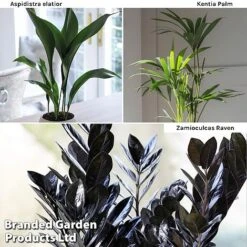 Almost Unkillable Houseplant Mixed Pot Collection -Plants Sale Almost Unkillable Hp Mix Pot Coll WKF11021