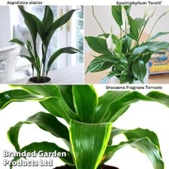 Almost Unkillable Houseplant Collection 11 Almost Unkillable Houseplant Collection -Plants Sale Almost20Unkillable20House20Plant20Collection WKF1101