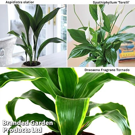 Almost Unkillable Houseplant Collection 5 Almost Unkillable Houseplant Collection - Image 3