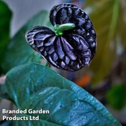 Anthurium 'Black Love' 12 Anthurium 'Black Love' -Plants Sale AnthuriumBlackLove WKF1184