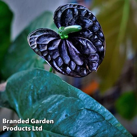 Anthurium 'Black Love' 7 Anthurium 'Black Love' - Image 5