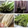 Asparagus Collection (Spring Planting) 2 Asparagus Collection (Spring Planting) -Plants Sale Asparagus Collection5