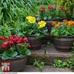 Wooden Barrel Effect Pot & Saucer -Plants Sale BARR POT A1
