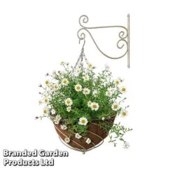 Large Hanging Basket Kits -Plants Sale BASK LARGECREA B