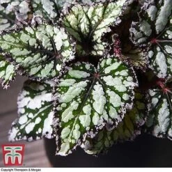 Begonia Rex Trio - Gift -Plants Sale BEG WKB4884 B11