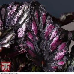 Begonia Rex Trio - Gift -Plants Sale BEG WKB4890 B11