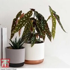 Begonia Maculata -Plants Sale BEGO WKB2725 G