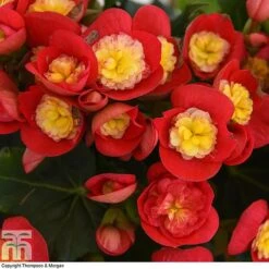 Begonia Elatior 'Valentino Pink' -Plants Sale BEGO WKB4120 C1