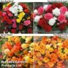 Begonia Bonanza Bundle 2 Begonia Bonanza Bundle -Plants Sale BEGONIA BUNDLE
