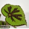 Begonia Masoniana 'Rock' -Plants Sale BEGO JUNGLEROC T38833