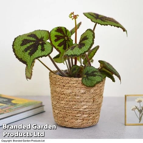 Begonia Masoniana 'Rock' 4 Begonia Masoniana 'Rock' - Image 2