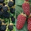 Berry Collection -Plants Sale BERR CWW3324 A h