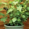 Blackcurrant 'Ebony' -Plants Sale BLAC CWW3561 A h
