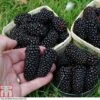 Blackberry 'Black Butte' -Plants Sale BLAC T80258 A