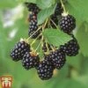Blackberry 'Navaho' -Plants Sale BLAC TKA1965 A